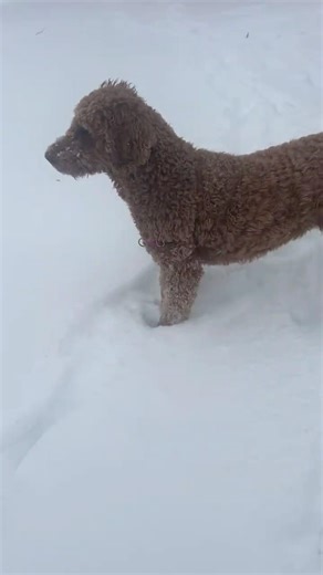 Snow dogs ❄️🐕❄️🐾 #doodles #puppy #dogs #winterpark #snow