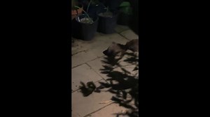 9.7K views · 262 reactions | Have you spotted or heard hedgehogs doing this in your garden? 璉 In the mating season males may be attracted by the different smell of females & commence a rather prolonged & noisy courtship - which includes circling & huffing! #FridayFact  Andy & Pippa, Hertfordshire | British Hedgehog Preservation Society | Facebook