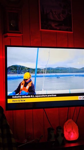 Cbc interviews Keith sullivan who pushes back against Chef Charles. Not one word about the 10's of 1000's of salmon that died off in these salmon farms. Both Cooke Aquaculture and MOWI experienced these die offs. Not a mention of sea lice Not a mention of the industry garbage in the oceans Plus, chef Charles wasnt against farmed shellfish. His focus was farmed salmon only. Talk about misinformation! Propaganda The Newfoundland and Labrador Aquaculture Industry Association (NAIA)'s executive dire