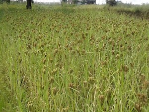 Ragi Cultivation Guide: Best Varieties, Sowing Process, Pest Control, Harvesting and Much More