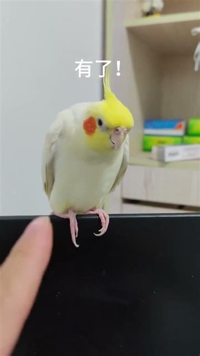 The summer Kikujiro didn't survive #KikujirosSummer #Parrot #PetStarDebut #bbox #KikujirosShabbyS...