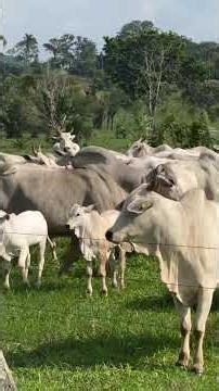 Climate change could harm livestock farming in Brazil #livestockfarmer #cattle #farm