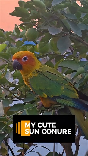Sun Conure Enjoying Sunset 🌅 | Itna Cute Moment Hai! 😍 #shorts