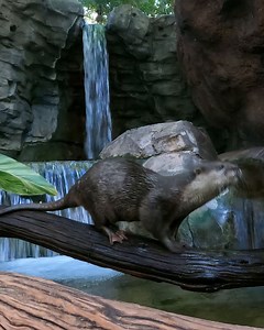 41K views · 579 reactions | Today is World Otter Day 簾 We're celebrating with a fun enrichment for the otters here at Discovery Cove! Listen in to hear the benefits of this type of enrichment for the otters, and make sure to stop by Freshwater Oasis on your next visit! | Discovery Cove | Facebook