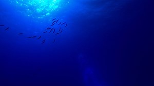 5.4K views · 177 reactions | The sunlight zone makes up only 2–3% of...