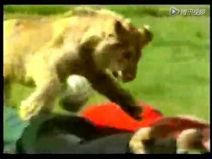Christian the lion (Full Story)