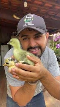 Nasceu Gansinhos #ganso #goose #geese #gansinho #gansodoegito #marreco #avesormamentais #vidanocampo