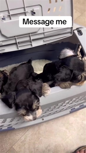 Miniature Schnauzer Puppies: Playful and Affectionate