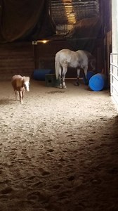 60K views · 2.1K reactions | Part 2 of the blue barrels. He's checking them out on his own. He gets more turnout/free time after events, found him in the corner. Watch his tail when I say his name. That's how I know if he heard me and is just ignoring me when I ask him to come here. | Endo the Blind | Facebook