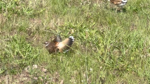 I've probably lived other places with Kildeer around but I've never really "met" them until we lived here. I just love these little birds. If you haven't met them, there are several things that make them really cool. They lay their eggs on the ground, out in the open. It's the perfect camouflage because their tiny little eggs look like little rocks. The problem with this is that the camouflage is so good, I live in constant fear of accidentally driving over them with the ATV or mower or even ste