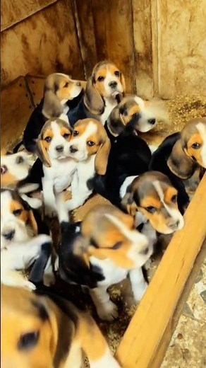 Cute Dogs & Adorable Dogs | Heartwarming Puppy & Dog Moments 🥹🐶