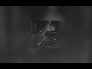 Bonkers (slowed-reverb)