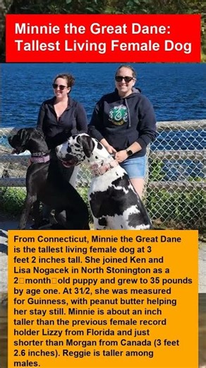 Minnie the Great Dane: Tallest Living Female Dog