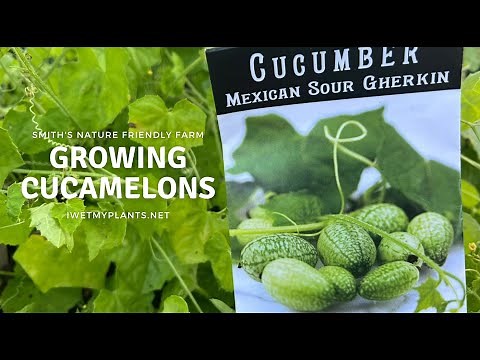 Growing Cucamelons or Mouse Melons