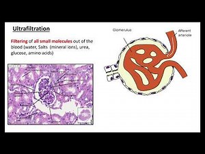 Ultrafiltration OCR A A-Level Biology 5.1.2:Excretion as an example of homeostatic control