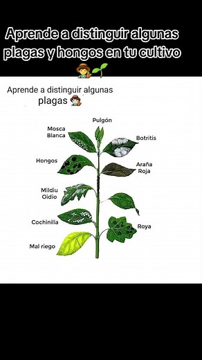 Identificación de Plagas y Hongos en Cultivos | Consejos de Agronomía