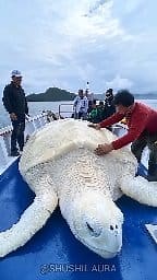 216K views · 1.3K reactions | Amazing Animals Growth Journeys 勞 #beforeandafter #transformation #edit #shorts | Sushil FF | Facebook