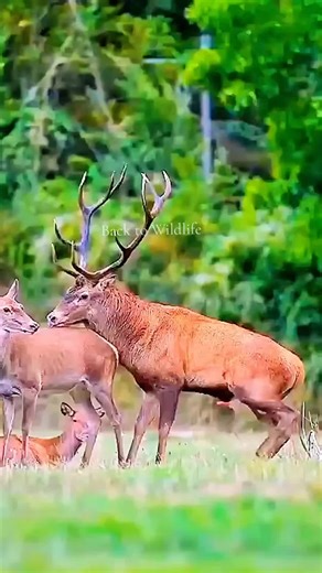 Elk Meeting in the USA | Wildlife Encounters