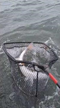 Redfish & Trout Limit Charter Port Aransas Texas Clean Fun Fishing Guide