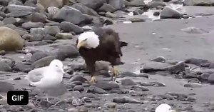 When you try the blend in - Funny