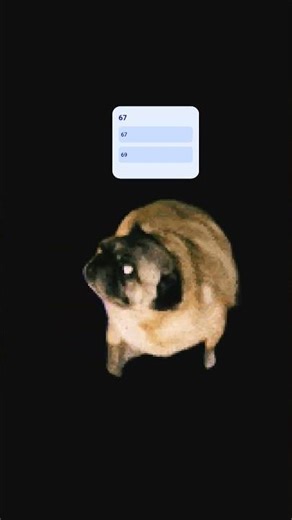 aww pugy