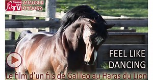 FEEL LIKE DANCING,un fils de Galileo, jeune étalon au Haras du Lion