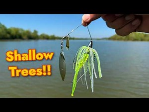 Shallow Water, Down Trees, Spinnerbait Fishing