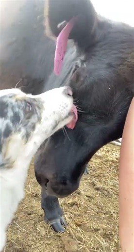 Thank God I had my guard dog with me otherwise I wouldn’t have survived.#usa #usashorts #farming