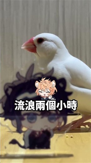 A Bird More Famous Than Me #Shippo #Tangyuan