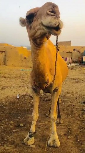 Camel Talking Video | Hilarious Camel Sounds