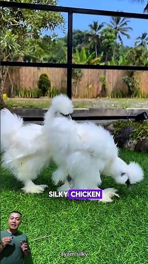 Silkie chickens have fine silk like feathers #shortsvideo #uniquefacts #information #animals