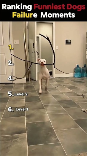 Wait until you see Level 5 dog fails 😱 #dog #fail #funny