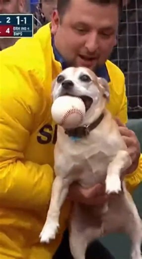 Dog Steals Baseball as Fallen Fan Reaches for It