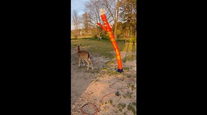 Deer Does Battle With Wacky Inflatable Tube Man