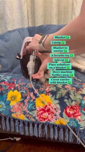 Third attempt at Anakin’s breathing treatments, following advice I got from friends in the community (thanks, y’all!). I’ve also ordered a “whisper quiet” nebulizer. To those who reported me for animal abuse, go lick litter 👎 #shenanakins | Phoebe the CH Kitty