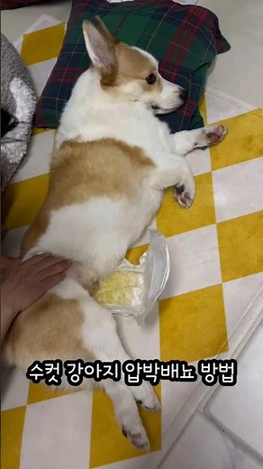 라떼 재활일지 | 수컷 강아지 압박배뇨 방법