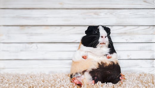 Six Silly Animals With Endearingly Misleading Names