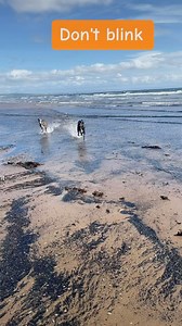 #canifit #canicross #sleddogs #ayrshirebeaches #fitdogs #fastdogs #runningwithdogs #scottishdogs #getfitwithyourdog #dogadventures #scottishtrails | Cani-fit