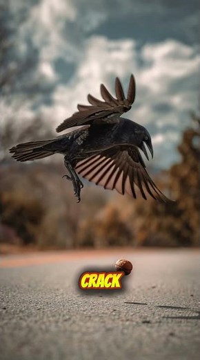 American Crow Uses Tools Like Humans Genius Bird Intelligence Revealed 🧠🦅
