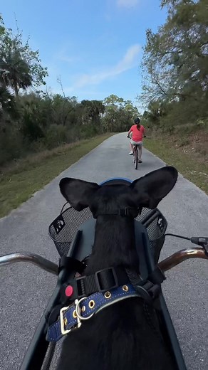 Dachshund Cycling Adventures with Buddy Rider for Dogs