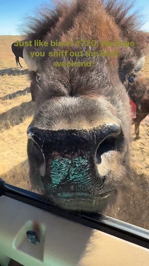 Bison life! Happy weekend! #buffalo #buffalo #ourpassion | Prairie Ridge Buffalo Ranch