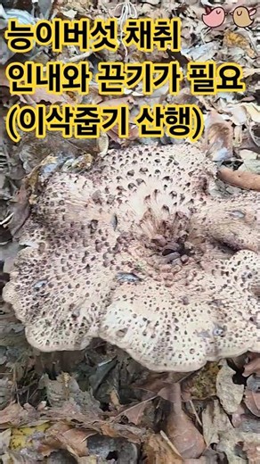 능이버섯 자라는 곳 ~🙂 (추석연휴산행) #버섯 #강원도 #산행 #약용버섯