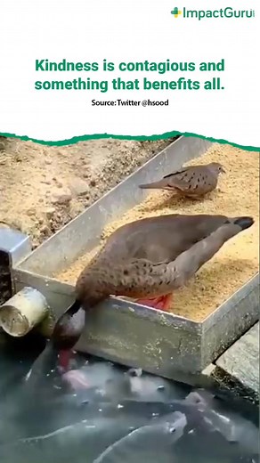 5.7K views · 50 reactions | Alexa, please play: You can count on me like one, two, three I'll be there #ImpactGuru #Crowdfunding #Fundraising #Kindness #KindActs #HelpAnimals | Impact Guru | Facebook