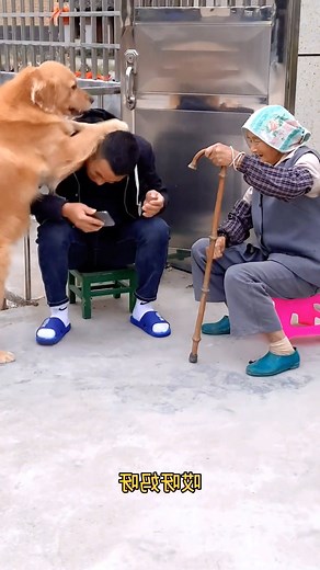 21K views · 2.3K reactions | Episode 216 - Funny Doggies #pet #dog #pets #dogs #doggies #cute #cat #reels #facebookreels #savealife #shorts #respect #foryou #fyp #fun #funny #funnydogs #funnyclips #funnyreels #reelsfb #reelsviral | Viral Prince | Facebook