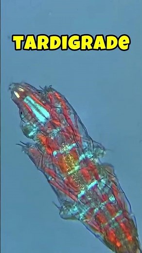 How animals look under microscope! #animals