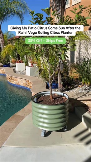 Rolling Citrus Planter: Easy Care for Your Patio Trees