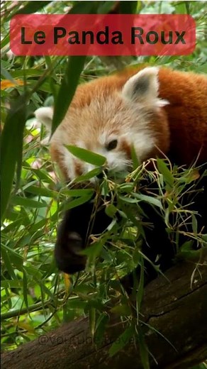Le Panda roux