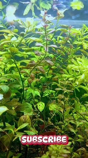 🌾 Soft Natural Green Fish Tank with Peaceful Ambience