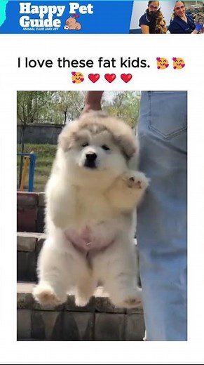 Just Husky Puppies Being the Cutest Creatures Alive 🐾