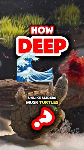How deep should the water be for your Razorback Musk Turtle?#razorbackmuskturtle